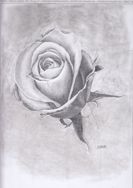 Rosa