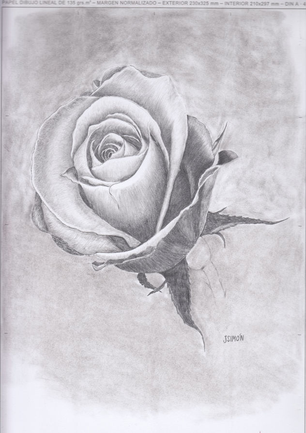 Rosa