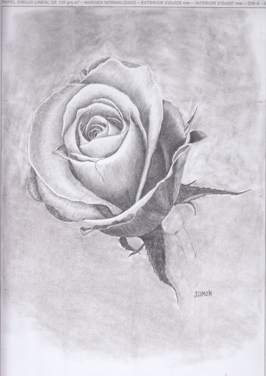 Rosa Graphite