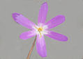imprexpresionismo - flores de Castilla La Mancha XXV