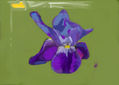 imprexpresionismo - flores de Castilla La Mancha XXIX