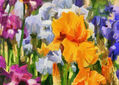 imprexpresionismo - flores de Castilla La Mancha XXX