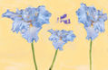 imprexpresionismo - flores de Castilla La Mancha XXXI