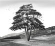 ÁRBOL