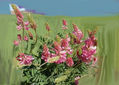 2025 - imprexpresionismo - flores de Castilla La Mancha XXXIV
