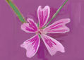 imprexpresionismo - flores de Castilla La Mancha XXXVII