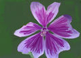 imprexpresionismo - flores de Castilla La Mancha XXXVIII
