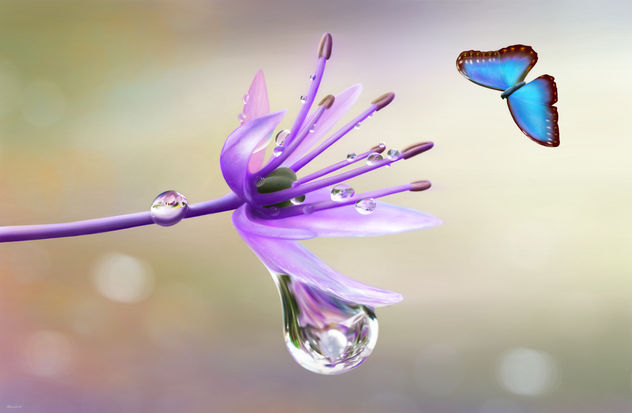FLOR, ROÍO Y UNA MARIPOSA