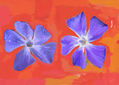 imprexpresionismo - flores de Castilla La Mancha XLII
