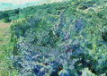 imprexpresionismo - flores de Castilla La Mancha XLVI