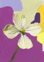 imprexpresionismo - flores de Castilla La Mancha XLVII