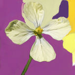 flores de Castilla La Mancha thumbnail 1