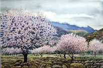 Cerezos en Flor