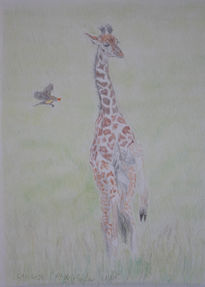 Baby Giraffe