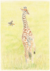 Baby Giraffe