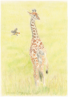 Baby Giraffe