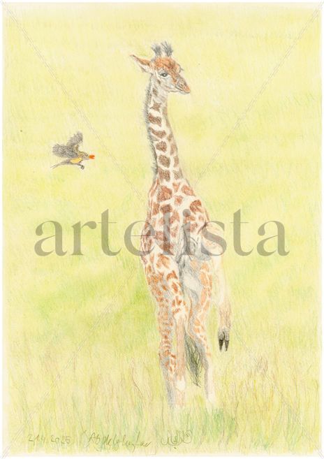 Baby Giraffe