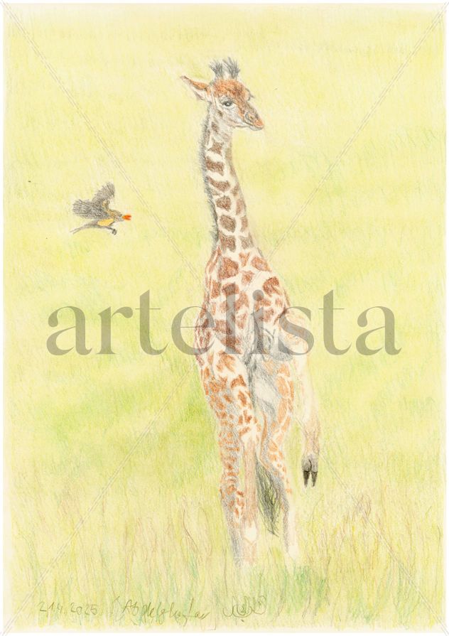 Baby Giraffe