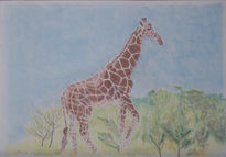 Majestic giraffe