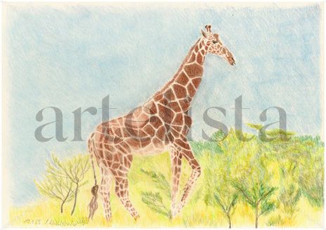 Majestic giraffe