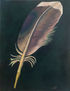 Pluma I: Origen