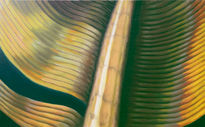 Pluma II:...
