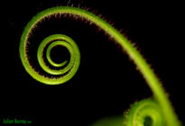 Espiral verde