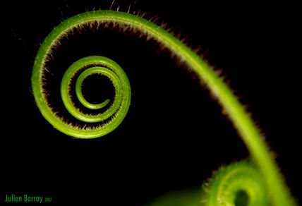 Espiral verde