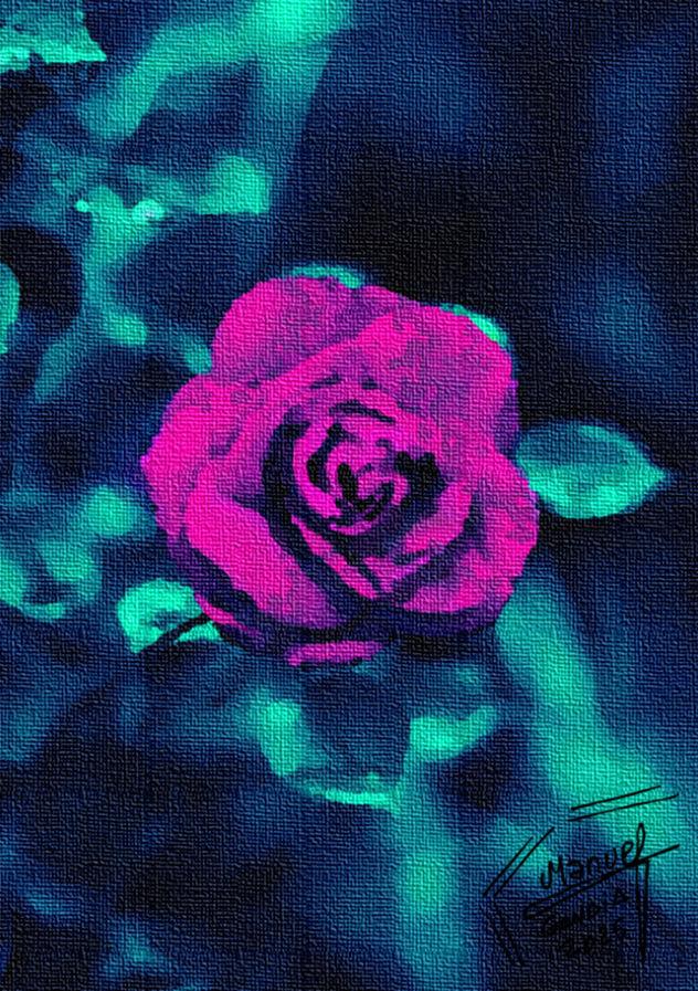 rosa marchita
