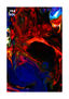 Luminous Veins Artwork