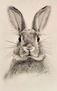 Attentive rabbit