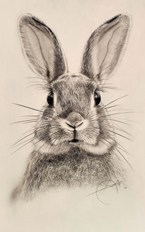 Attentive rabbit