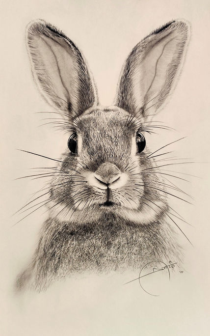 Attentive rabbit