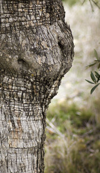 Trasero vegetal