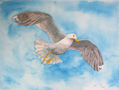 Gaviota