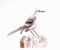 El Sinsonte I / The...