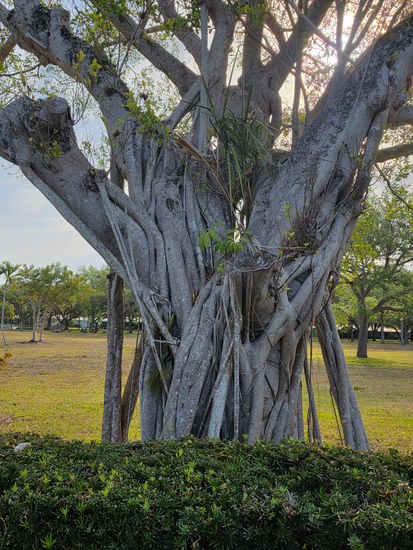 Entramado Naturaleza Color (Digital)