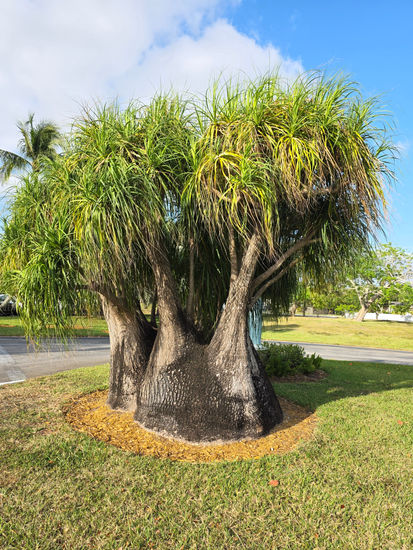 Solitaria Nature Color (Digital)