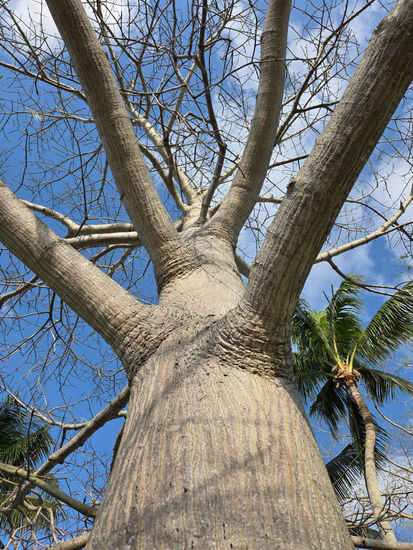 Pulso Nature Alternative techniques