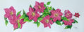 Clematis