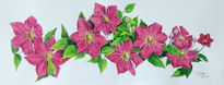 Clematis