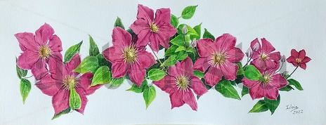 Clematis