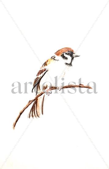 El Gorrión Molinero Acuarela Papel Animales