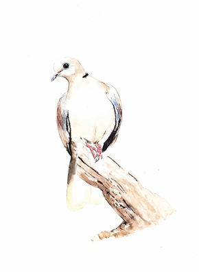 La Tórtola de Collar