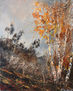 Aspen trees in autumn