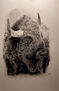Bison