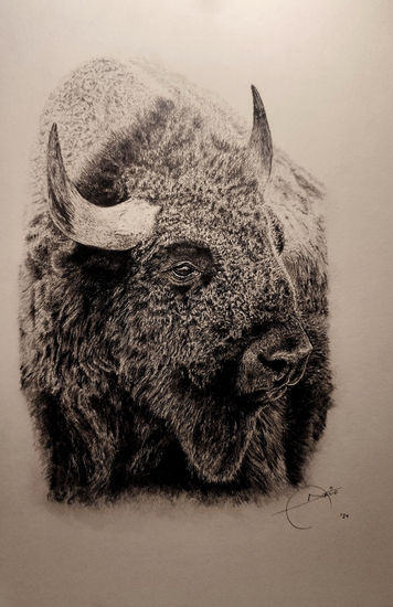 Bison Grafito