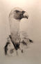 Griffon vulture
