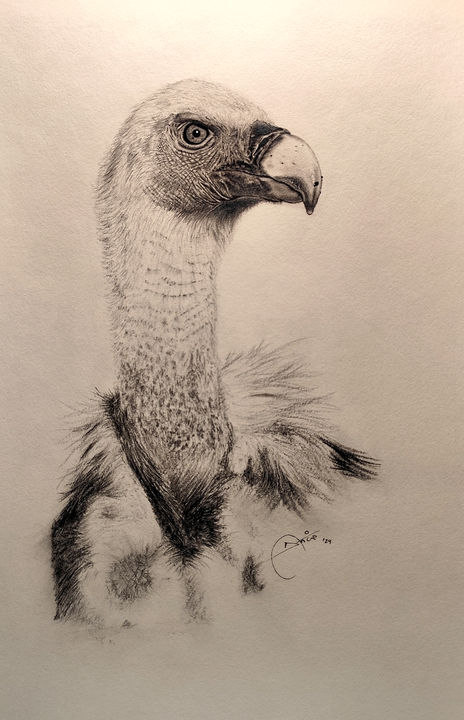 Griffon vulture