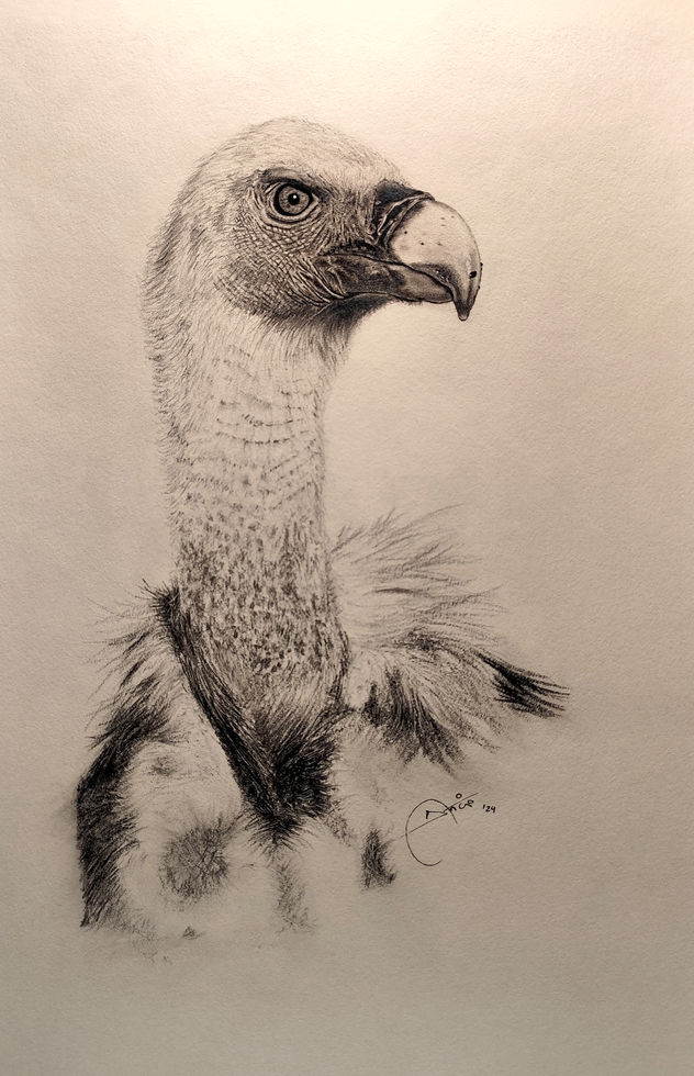 Griffon vulture